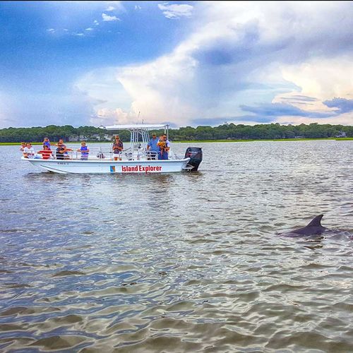 hilton head dolphin tours reviews