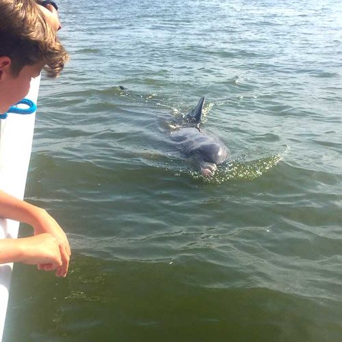 2 Hour Dolphin Encounter - Island Explorer Dolphin & Nature Tours